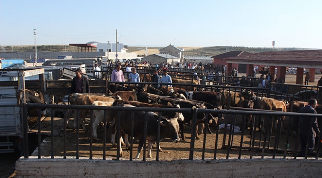 Turkiye Nin Hayvancilik Bakimindan Onemli Merkezlerinden Olan Agri Da Kurban Bayrami Oncesi Bati Illerine Kurbanlik Sevkiyati Hizlandi Kanal 7 Haber