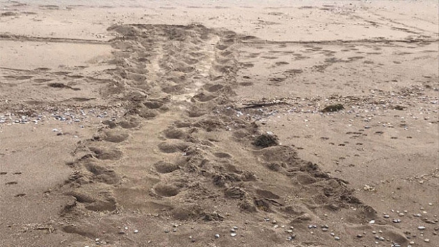 Kurum, caretta carettaların bu yılki ilk yuvaları görüldü