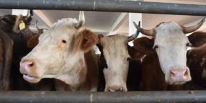 Kurbanlık hayvanların İstanbul’a girişi 16 Temmuz’da başlayacak