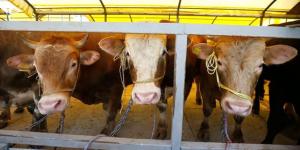 İstanbul’da kurban satışları bayram boyunca devam edecek