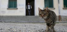 Gözaltındaki ‘kurye’ kedi hapishaneden kaçtı