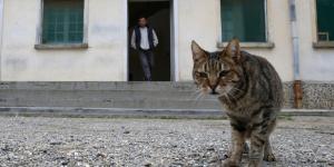 Gözaltındaki ‘kurye’ kedi hapishaneden kaçtı