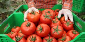 Örtü altı hasadına başlanan yayla domatesine ilgi arttı