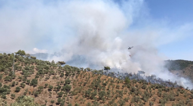 Muğla’da ormanlık alanda yangın
