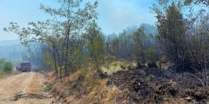 Düzce’de orman yangını