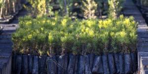 Özel ormanlar için ağaçlandırma teşviki geliyor