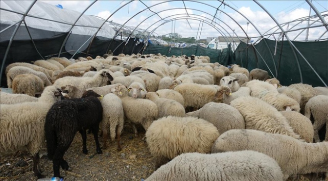 Hayvancılık yatırımlarına ilişkin destek oranları belirlendi