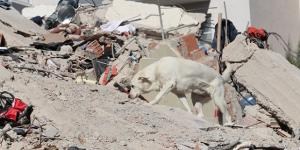 Hayat kurtaran köpekler, arama kurtarma ekiplerinin sağ kolu