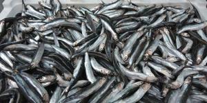 Giresun’da hamsinin kilosu 35 liradan satılıyor