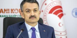 Buzağı destek ödemeleri yarın başlıyor