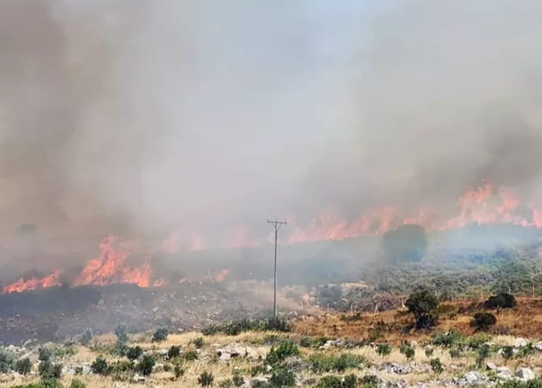 İzmir’in Ciğerleri Yanıyor: Orman Yangını Felaketi